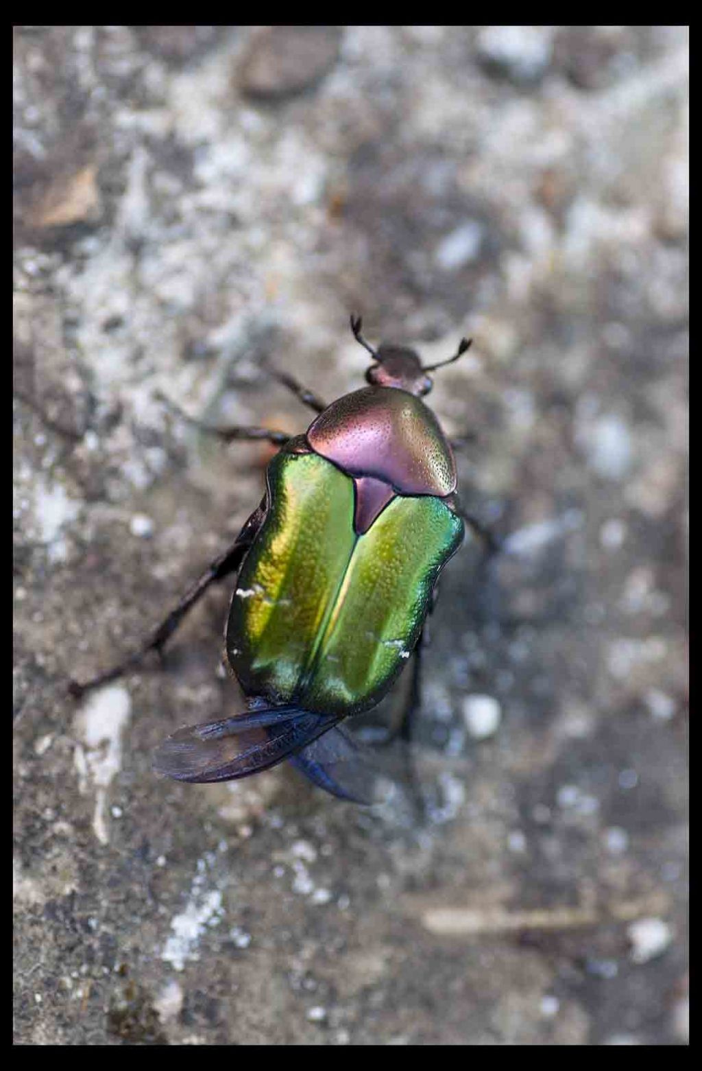 Cetonia aurata e  Protaetia cuprea